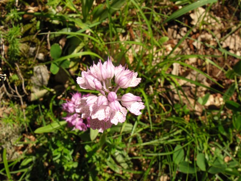 Neotinea tridentata